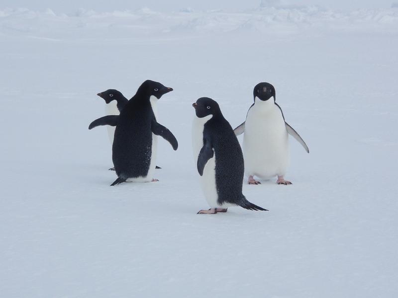 Adelie penguins 10.JPG